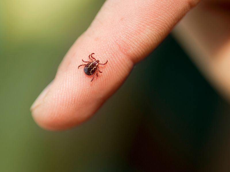Ticks